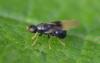Pachygaster atra